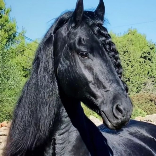 Horses